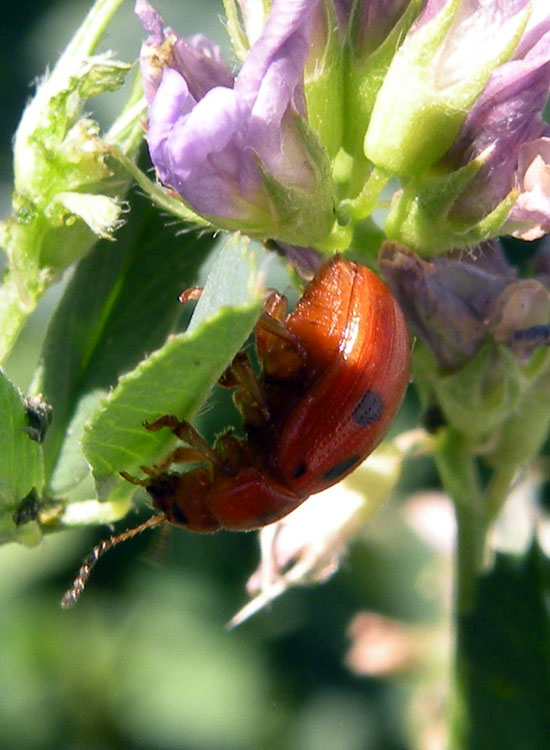 Gonioctena quinquepunctata? No, G. fornicata